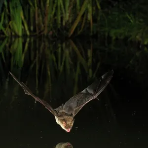 Greater Mouse-eared Bat - in flight above a forest Greater Mouse-eared Bat - in flight above a forest