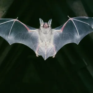 Greater mouse-eared BAT - in flight in roof Greater mouse-eared BAT - in flight in roof