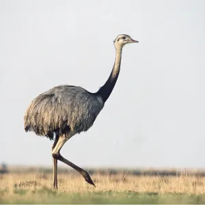 GREATER RHEA - walking GREATER RHEA - walking