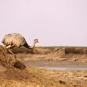 GREATER RHEA - walking GREATER RHEA - walking