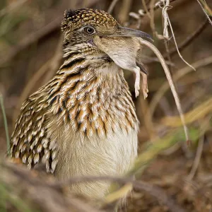 Greater Roadrunner - Swallowing a rodent