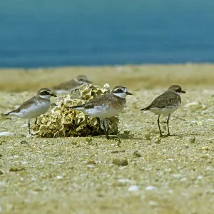 Greater Sand Plover - winter Greater Sand Plover - winter