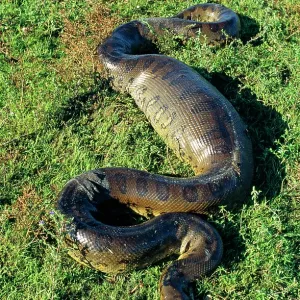 Green ANACONDA - 4.5 metre individual having swallowed Green ANACONDA - 4.5 metre individual having swallowed