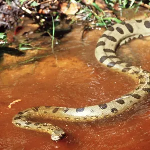 Green ANACONDA - entering water Green ANACONDA - entering water