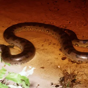 Green ANACONDA - in water Green ANACONDA - in water