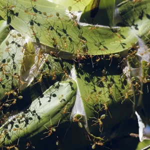 Green Ants on Leaf Nest Green Ants on Leaf Nest