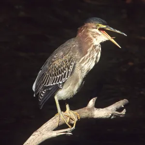 Green-backed / Striated / Mangrove HERON - perched Green-backed / Striated / Mangrove HERON - perched
