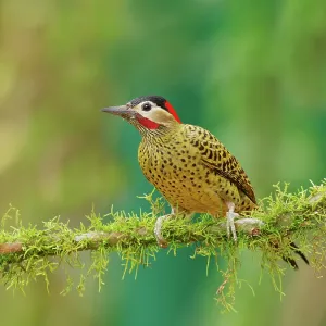 Green Barred Woodpecker Colaptes melanochloros Atlantic Green Barred Woodpecker Colaptes melanochloros Atlantic