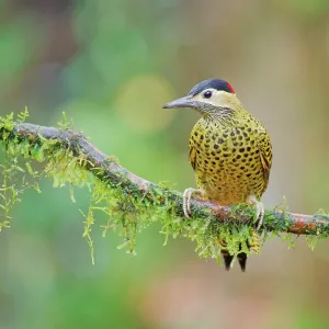 Green Barred Woodpecker Colaptes melanochloros Atlantic Green Barred Woodpecker Colaptes melanochloros Atlantic