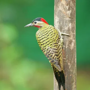 Green Barred Woodpecker Colaptes melanochloros Atlantic Green Barred Woodpecker Colaptes melanochloros Atlantic