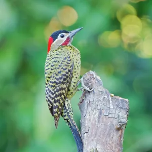 Green Barred Woodpecker Colaptes melanochloros Atlantic Green Barred Woodpecker Colaptes melanochloros Atlantic