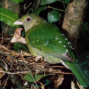 Green Catbird - at nest Green Catbird - at nest