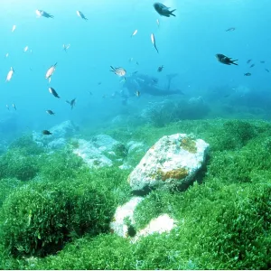 GREEN DEATH ALGAE - with scuba diver GREEN DEATH ALGAE - with scuba diver