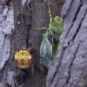 Green Grocer Cicada Green Grocer Cicada