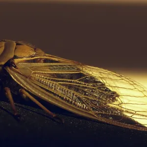 Green Grocer Cicada Green Grocer Cicada
