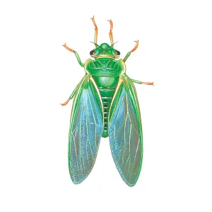 Green Grocer Cicada. A species of Cicada and one Green Grocer Cicada. A species of Cicada and one
