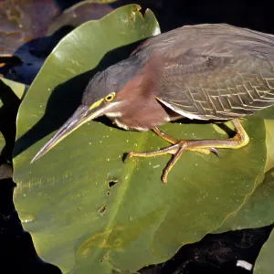 Green Heron Green Heron