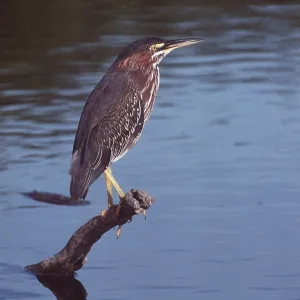 GREEN HERON - perched on branch in water