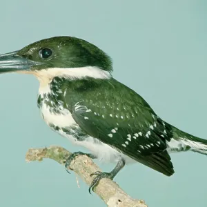 Green Kingfisher - On perch