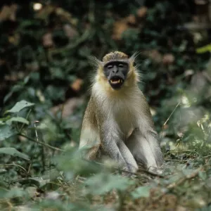 Green Monkey Green Monkey