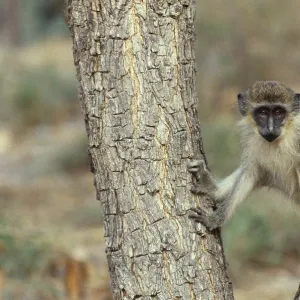 Green Monkey Green Monkey