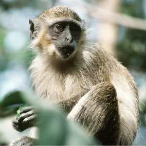 GREEN MONKEY GREEN MONKEY