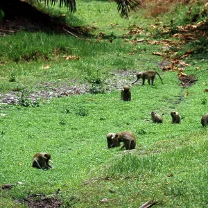Green Monkey - foraging Green Monkey - foraging