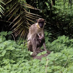 Green Monkey - mother and baby Green Monkey - mother and baby