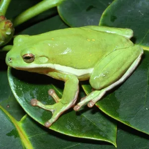 Green Tree Frog Green Tree Frog