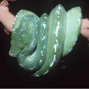 GREEN TREE PYTHON - around branch GREEN TREE PYTHON - around branch