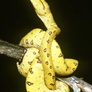 GREEN TREE PYTHON - JUVENILE GREEN TREE PYTHON - JUVENILE