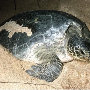 GREEN TURTLE - Laying eggs GREEN TURTLE - Laying eggs