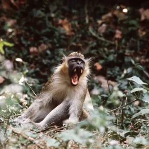 GREEN VERVET MONKEY - Male, threatening GREEN VERVET MONKEY - Male, threatening