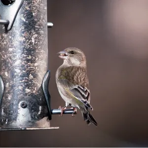 GREENFINCH - on feeder