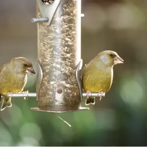 GREENFINCHES - x two at bird feeder
