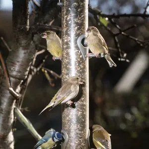 GREENFINCHS & Blue Tit (Cyanistes caeruleus) - on