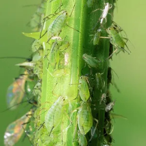 Greenfly Aphids - on plant stem