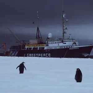 GREENPEACE GREENPEACE