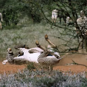Grevy's ZEBRA - rolling in dirt / dust bathing Grevy's ZEBRA - rolling in dirt / dust bathing