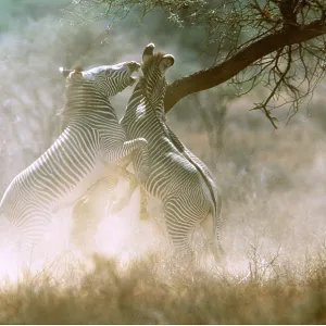 GREVY'S ZEBRA - stallions fighting
