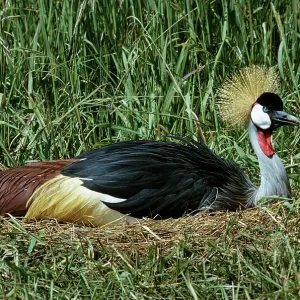 Grey crowned-crane / Crested - incubating Grey crowned-crane / Crested - incubating