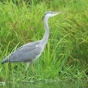 Grey Heron Grey Heron