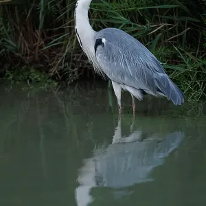 Grey heron (Ardea cinerea) ~ on marsh ~ Camargue Grey heron (Ardea cinerea) ~ on marsh ~ Camargue