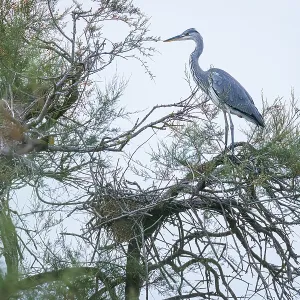 Grey heron (Ardea cinerea) ~ perched on a tree ~ Camargue Grey heron (Ardea cinerea) ~ perched on a tree ~ Camargue