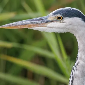 Grey heron (Ardea cinerea) ~ portrait on marsh ~ Camargue Grey heron (Ardea cinerea) ~ portrait on marsh ~ Camargue