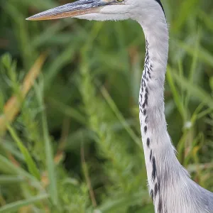 Grey heron (Ardea cinerea) ~ portrait on marsh ~ Camargue Grey heron (Ardea cinerea) ~ portrait on marsh ~ Camargue