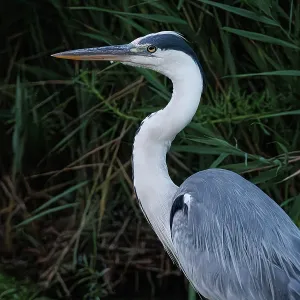 Grey heron (Ardea cinerea) ~ portrait on marsh ~ Camargue Grey heron (Ardea cinerea) ~ portrait on marsh ~ Camargue