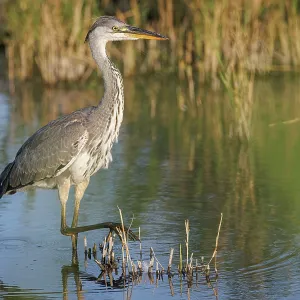 Grey heron (Ardea cinerea) ~ young on marsh ~ Camargue Grey heron (Ardea cinerea) ~ young on marsh ~ Camargue