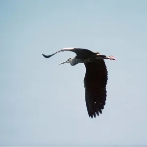 GREY HERON - in flight GREY HERON - in flight