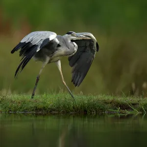 Grey Heron - by pool - August Grey Heron - by pool - August